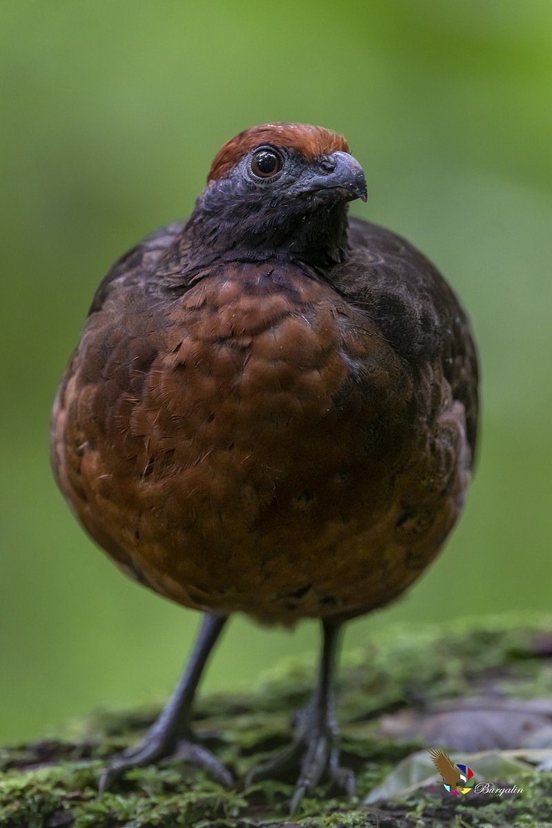 Black-eared Wood-Quail - ML349504441