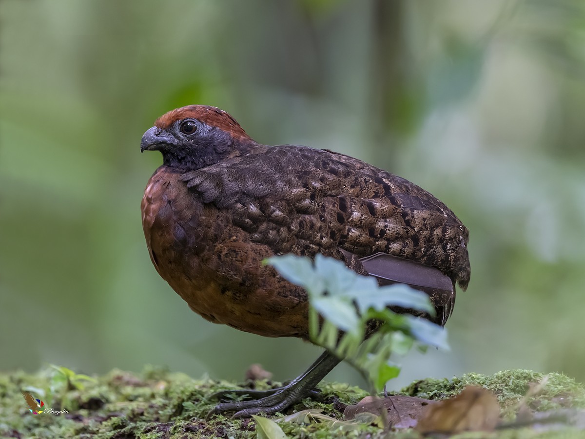 Black-eared Wood-Quail - ML349504451