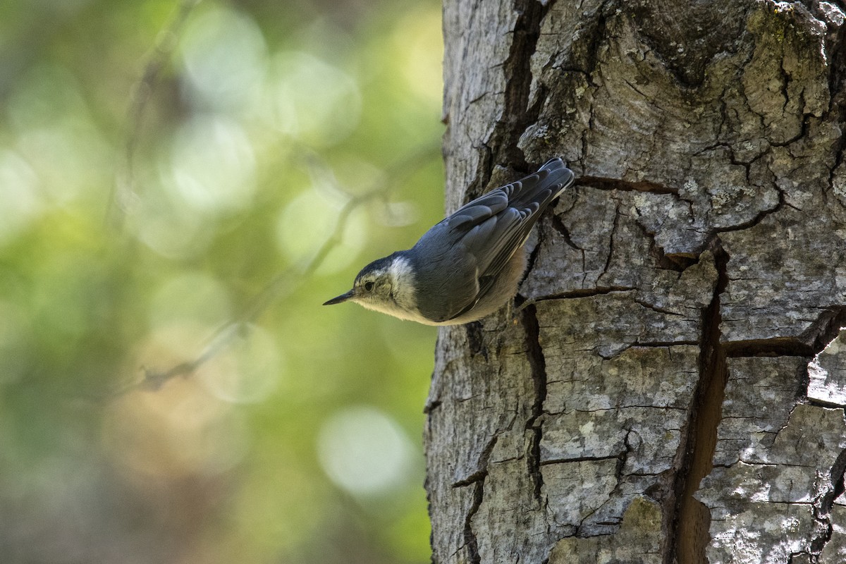 White-breasted Nuthatch - ML349508671