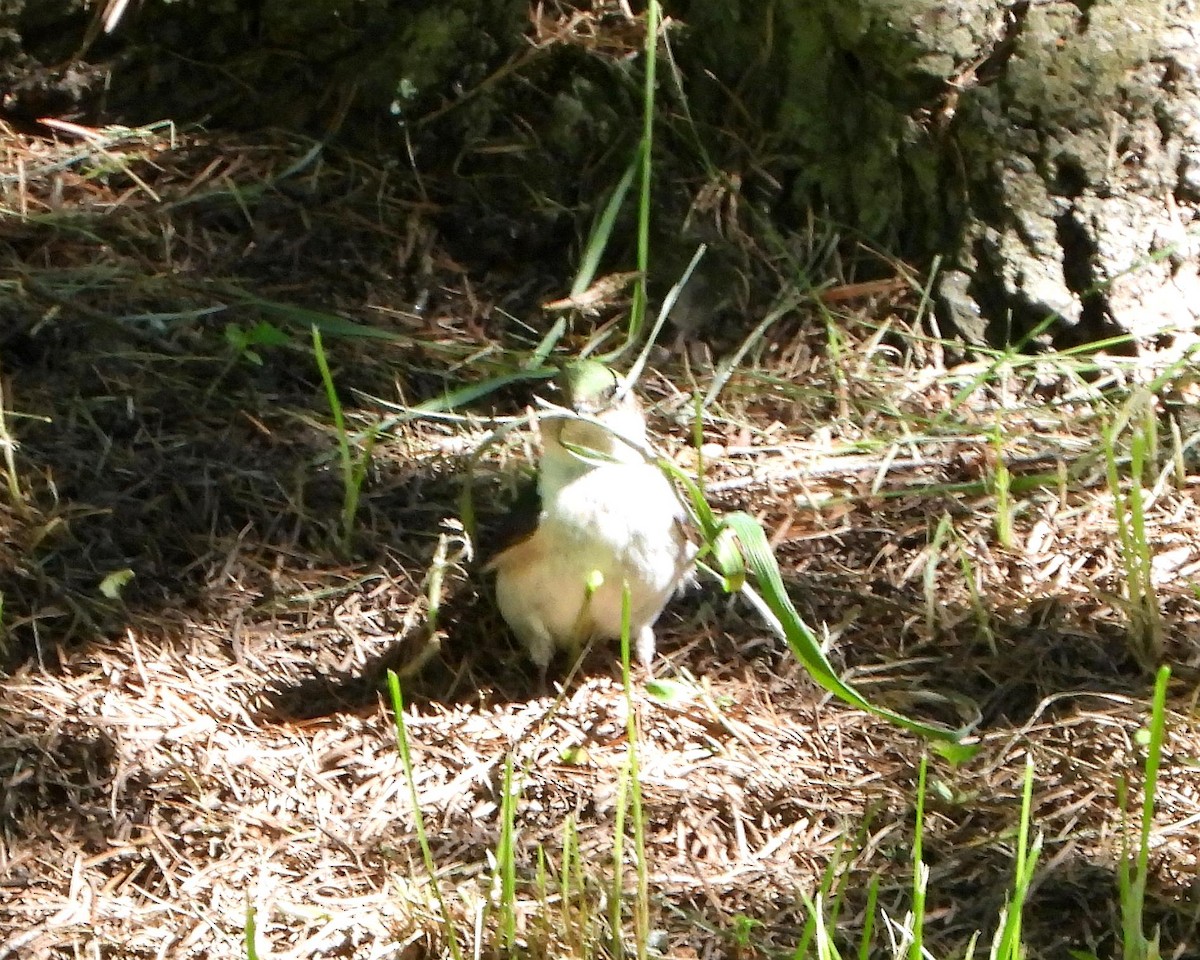 Golondrina Verdemar - ML349508711