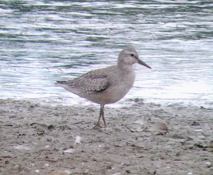 Red Knot - ML34950991