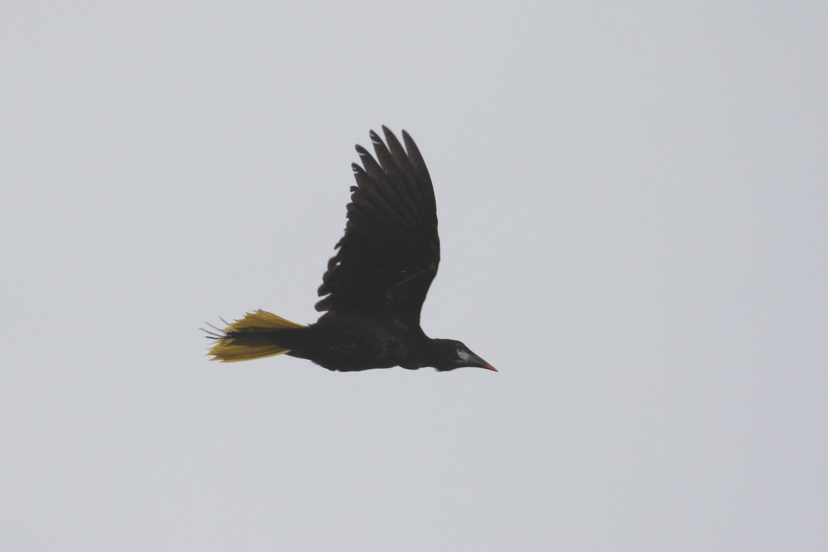 Montezuma Oropendola - Connor Cochrane