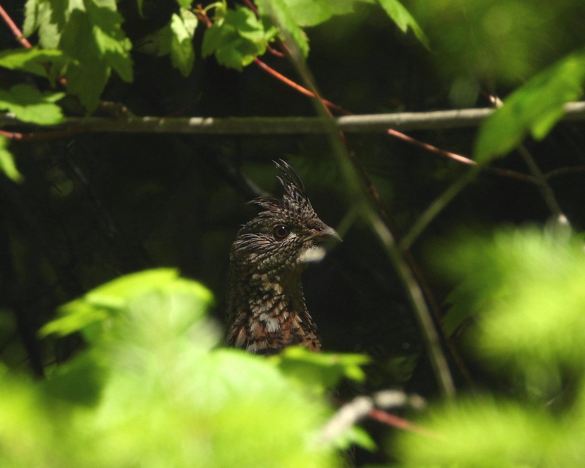 Ruffed Grouse - ML349510051