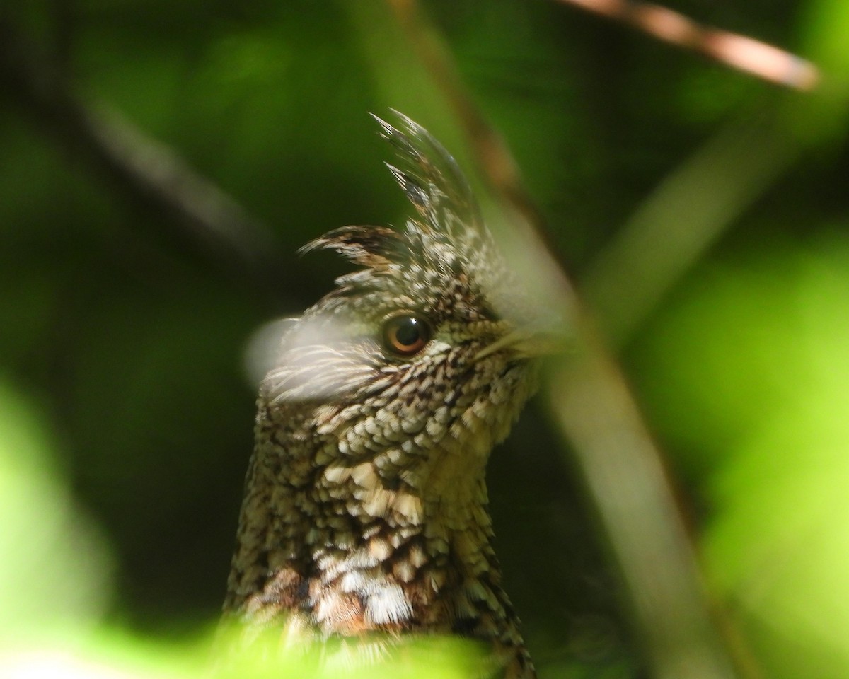 Ruffed Grouse - ML349510071