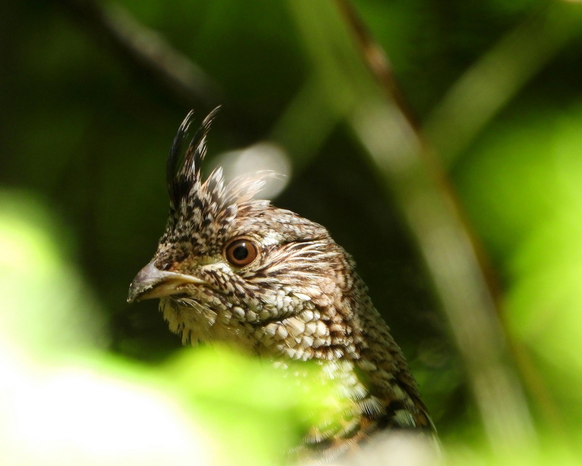 Ruffed Grouse - ML349510081