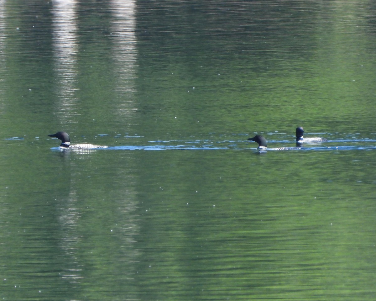 Common Loon - ML349510101