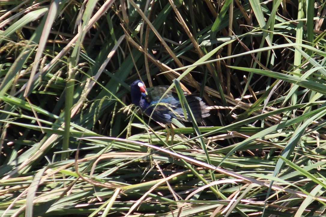 Purple Gallinule - Richard  Lechleitner