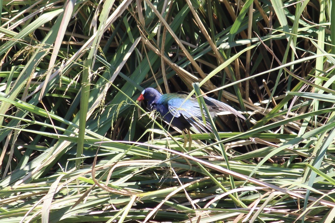 Purple Gallinule - Richard  Lechleitner