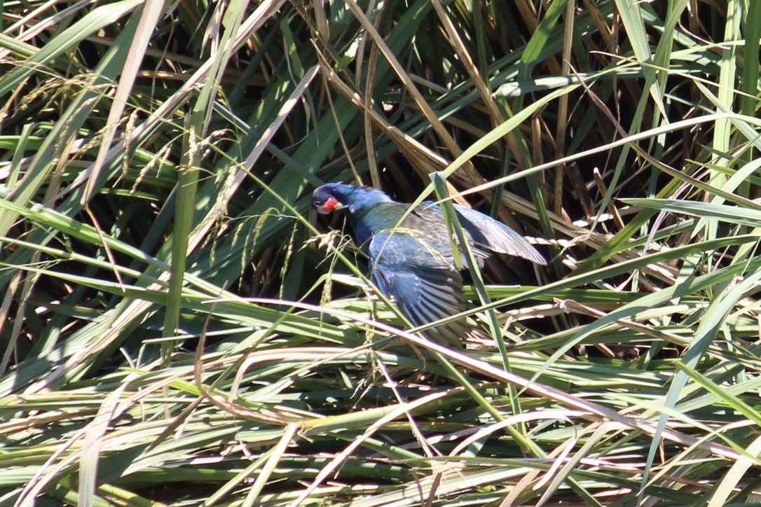 Purple Gallinule - ML349510221