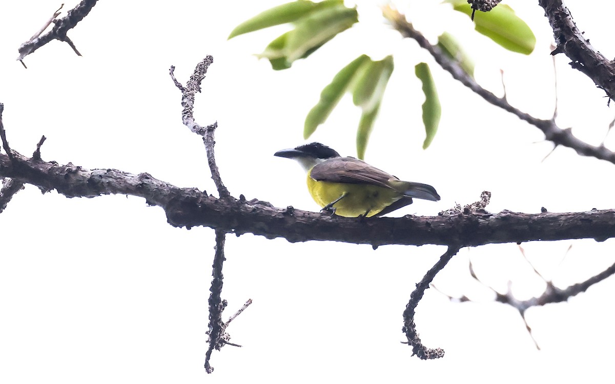 Boat-billed Flycatcher (Northern) - ML349510731