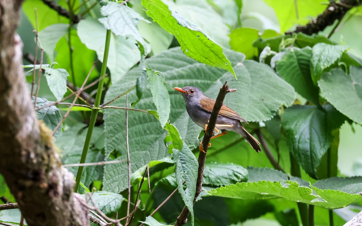 Orange-billed Nightingale-Thrush (Gray-headed) - ML349510971