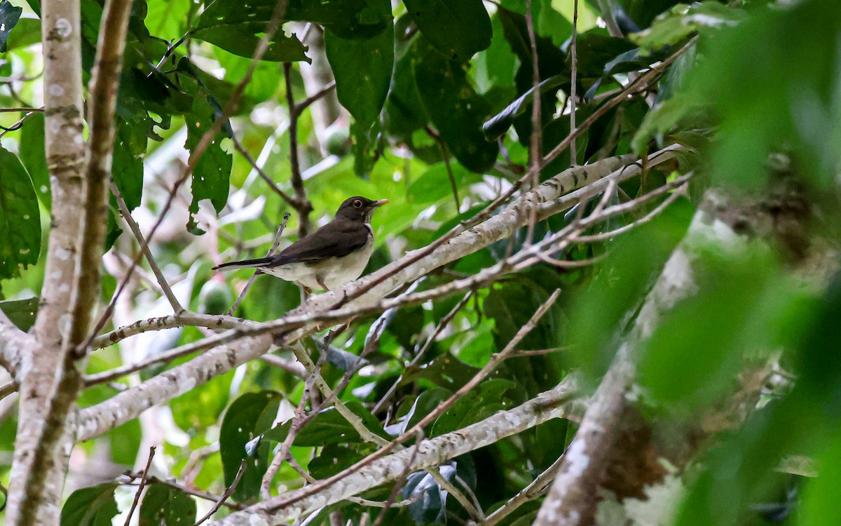 White-throated Thrush (White-throated) - ML349511111