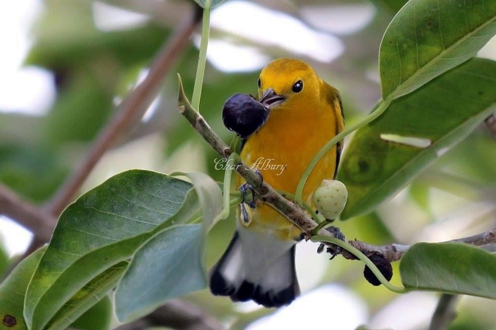Prothonotary Warbler - char albury