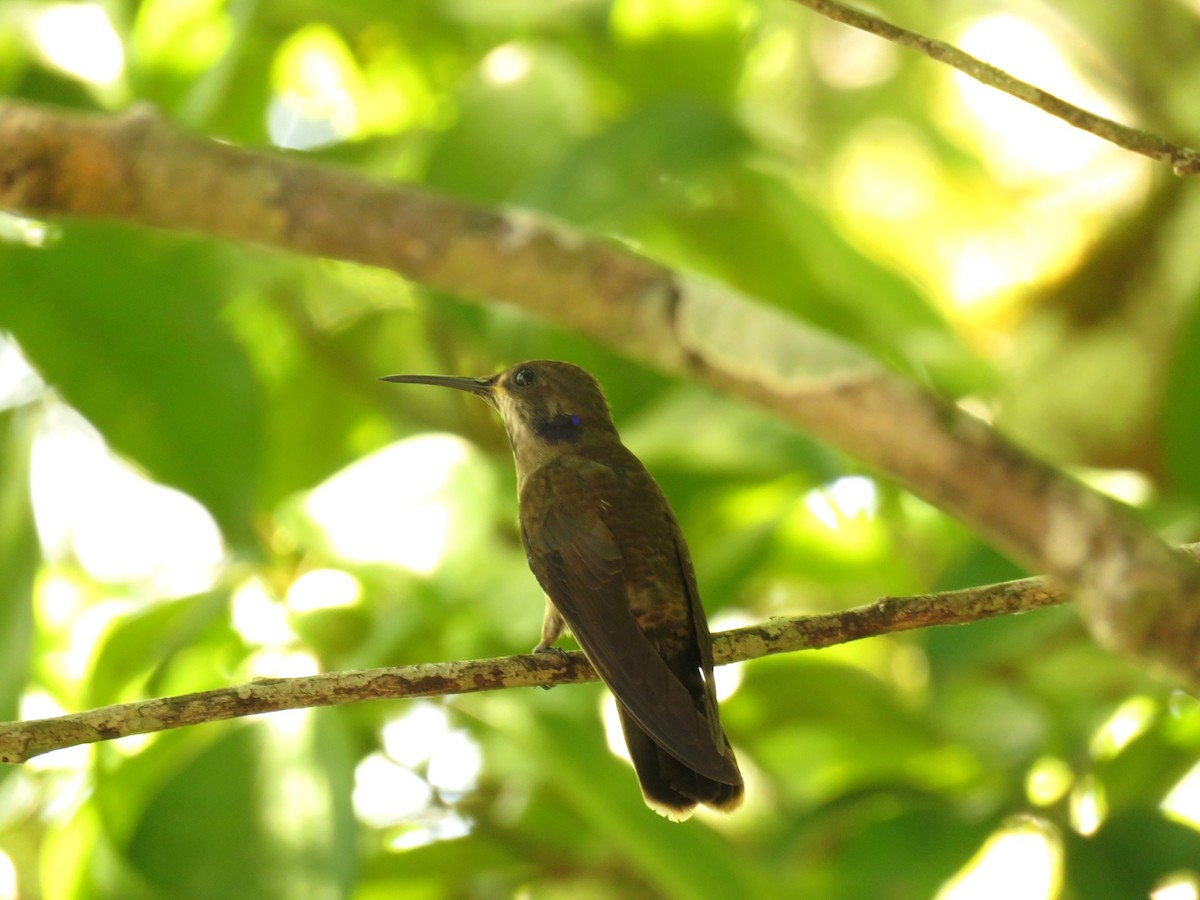 Brown Violetear - ML349512741