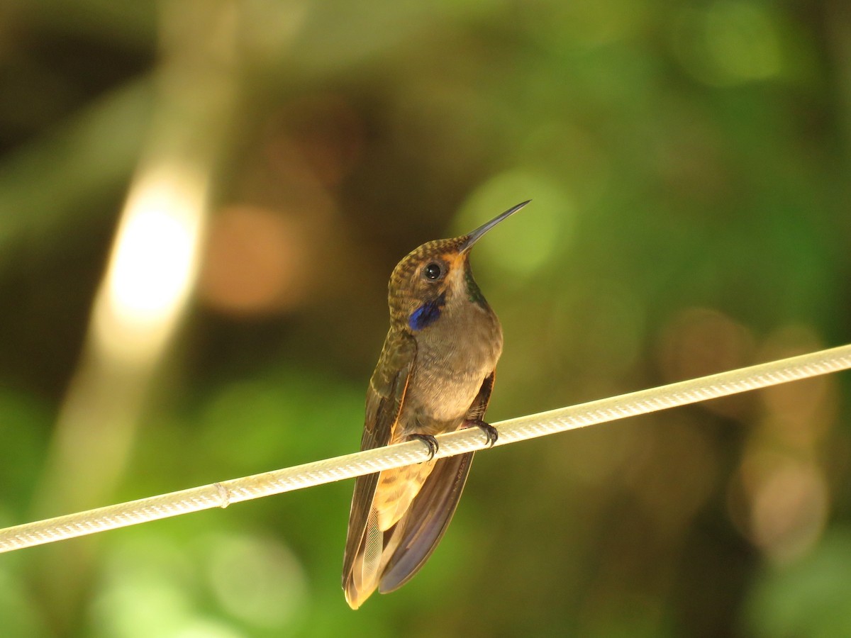 Brown Violetear - ML349512751