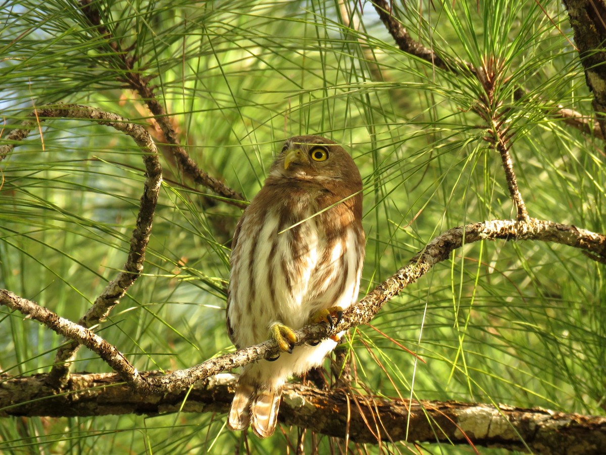 Ferruginous Pygmy-Owl - ML349513191