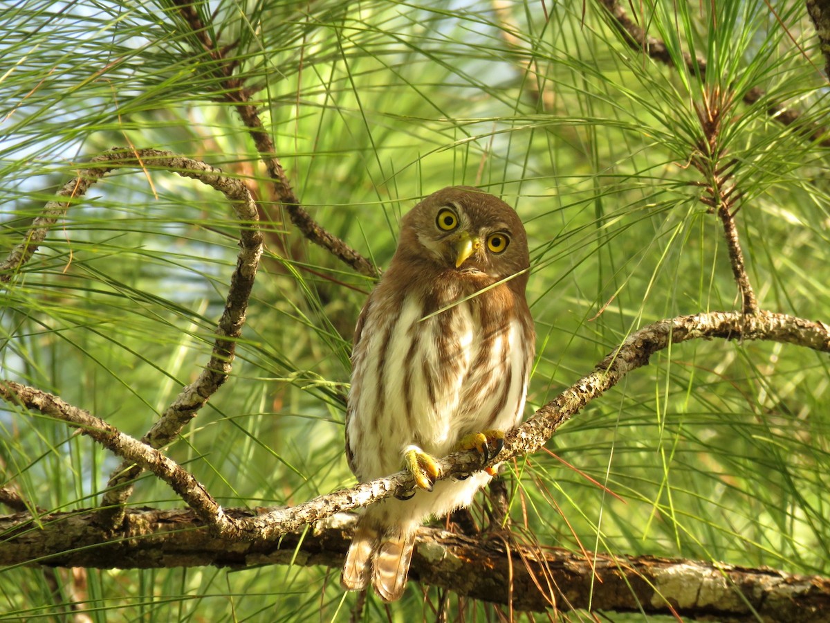 Ferruginous Pygmy-Owl - ML349513201