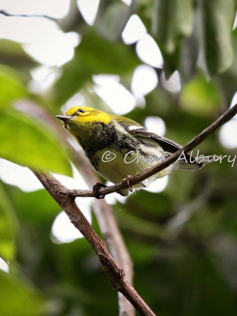 Black-throated Green Warbler - char albury