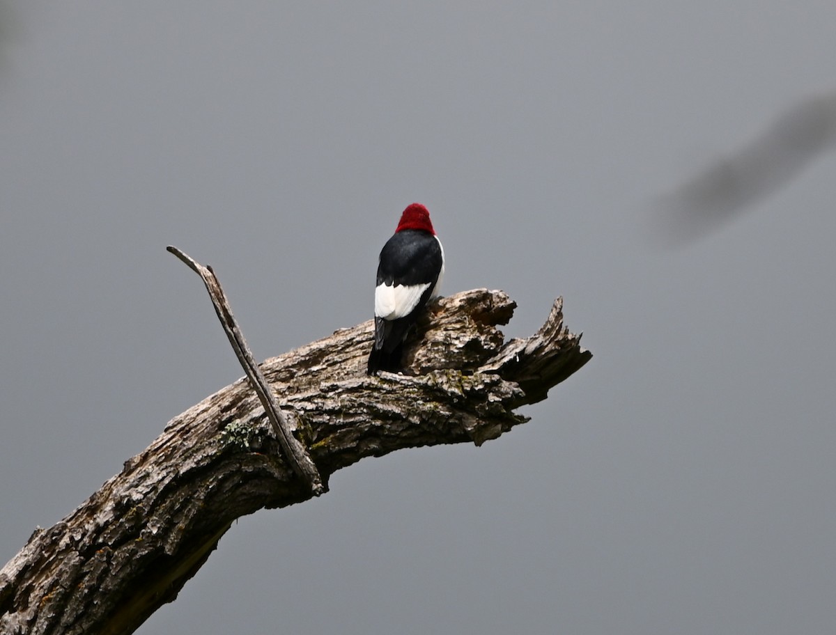 Red-headed Woodpecker - ML349513891