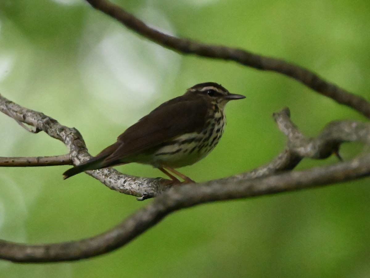 Northern Waterthrush - ML349513981