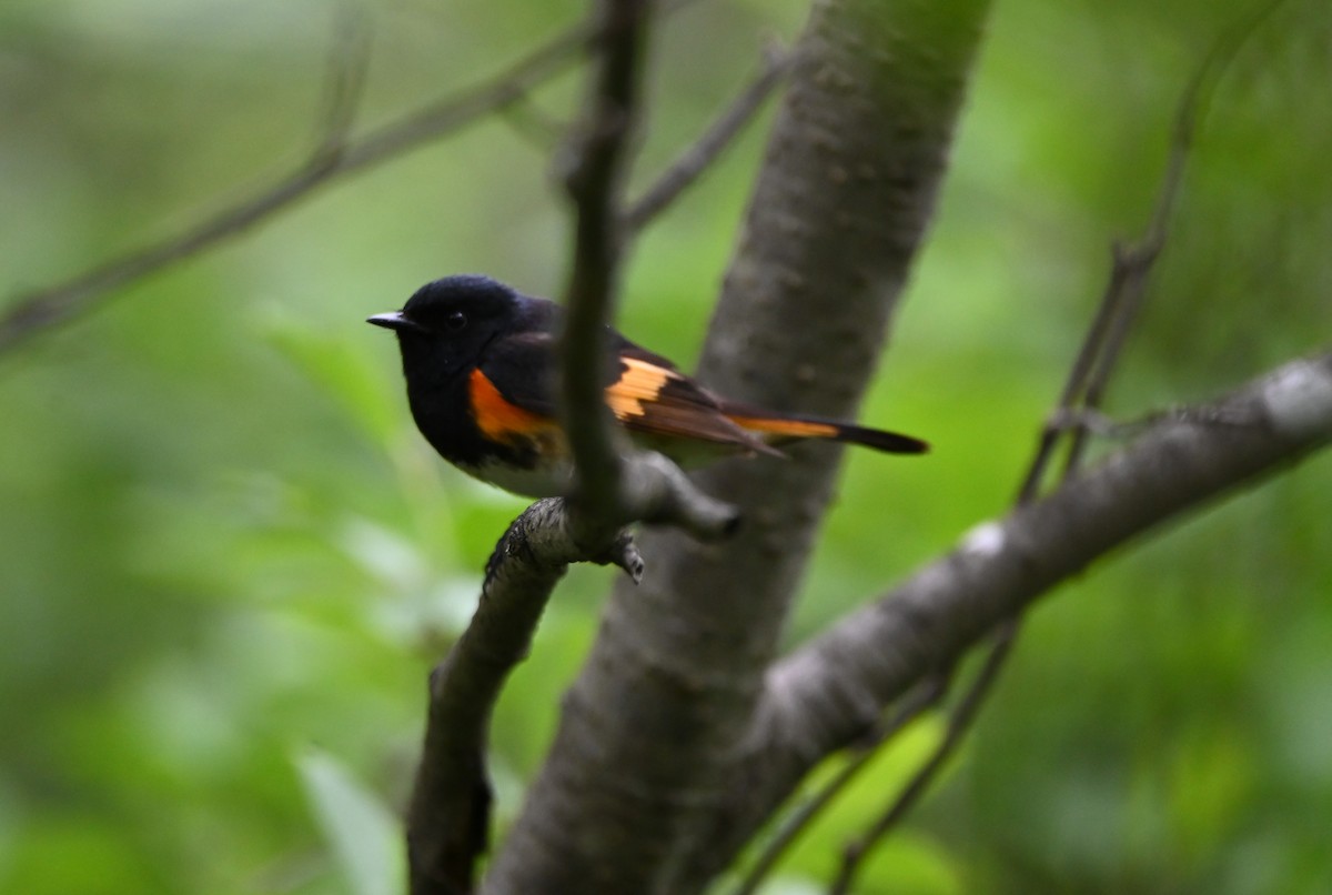 American Redstart - ML349514051