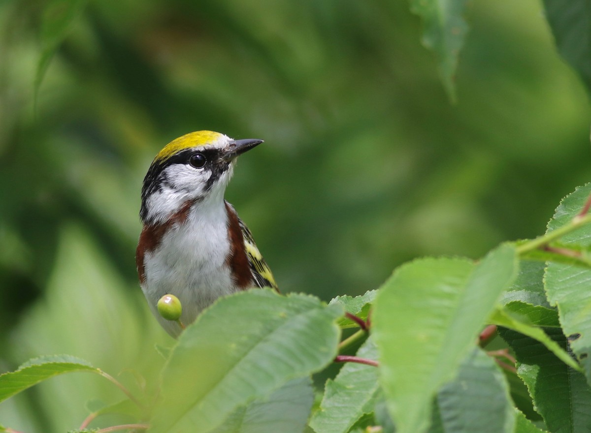 Chestnut-sided Warbler - ML349514171