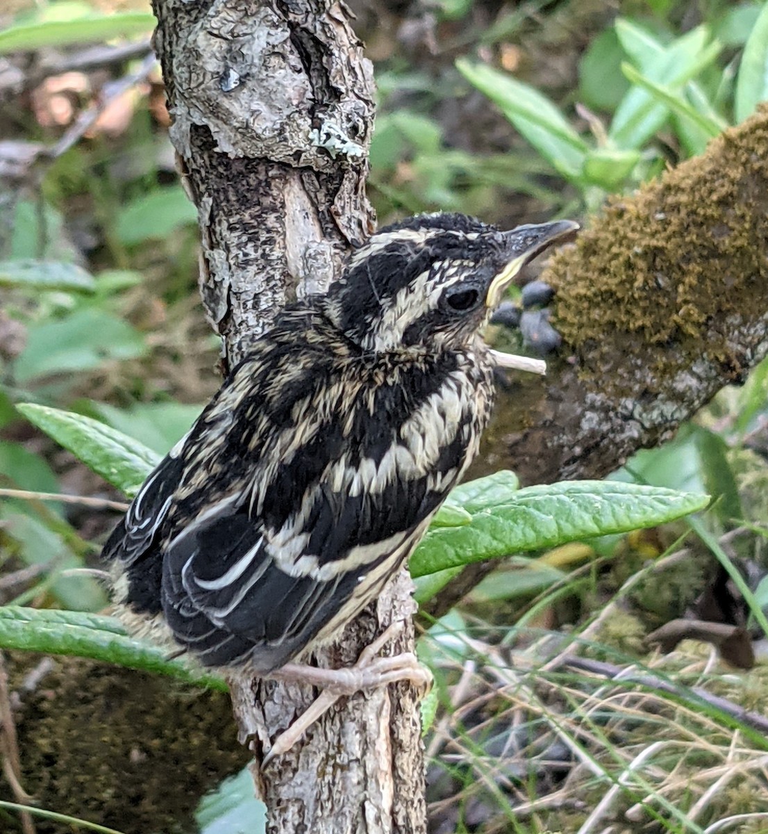 Black-and-white Warbler - Wendy Hill