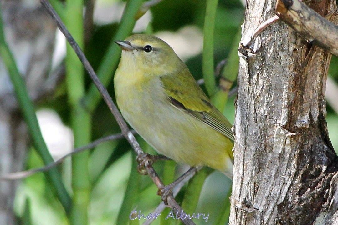 Orange-crowned Warbler - char albury