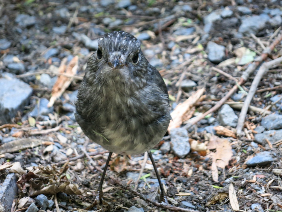 North Island Robin - ML349516421