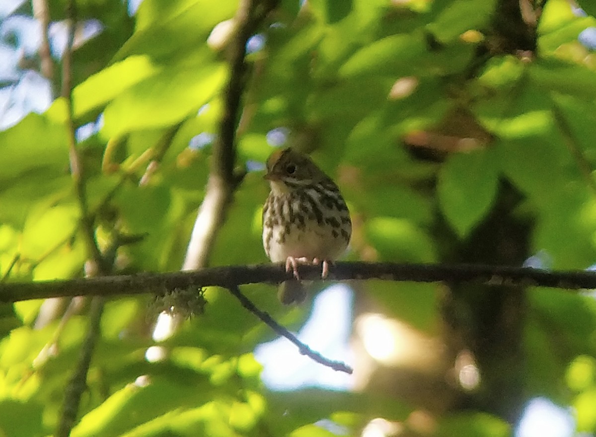 Ovenbird - ML349517051