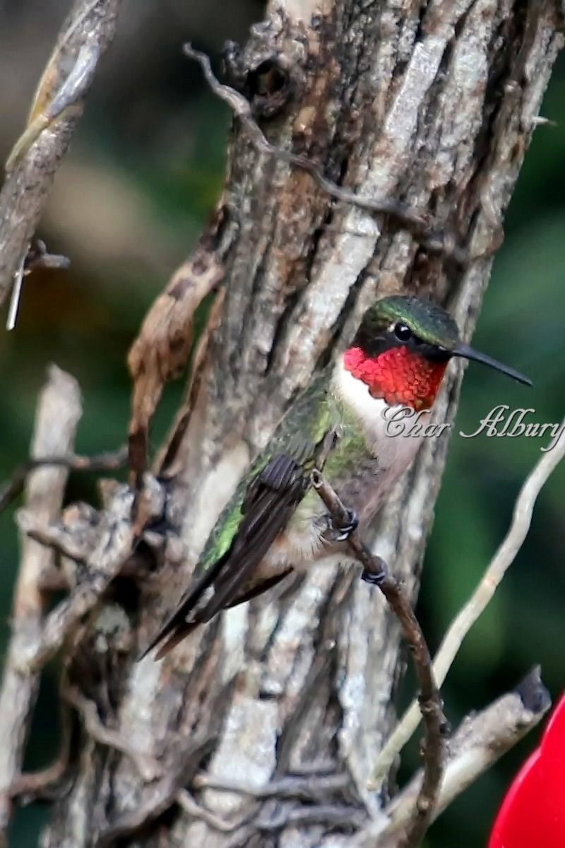 Ruby-throated Hummingbird - char albury