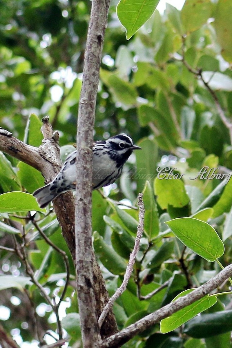 Black-and-white Warbler - char albury