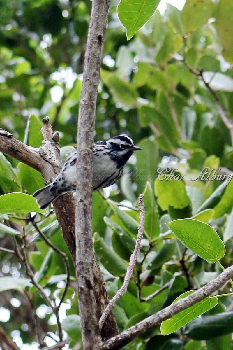 Paruline noir et blanc - ML349517741