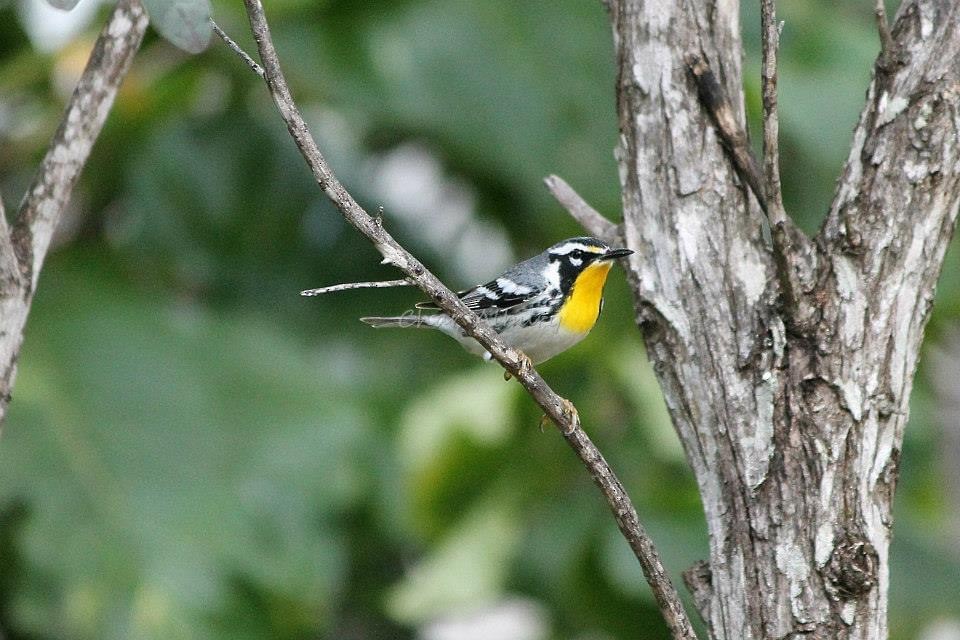 Yellow-throated Warbler - char albury