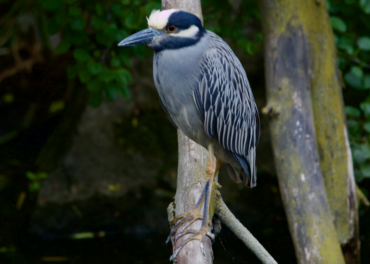 Yellow-crowned Night Heron - ML349518531