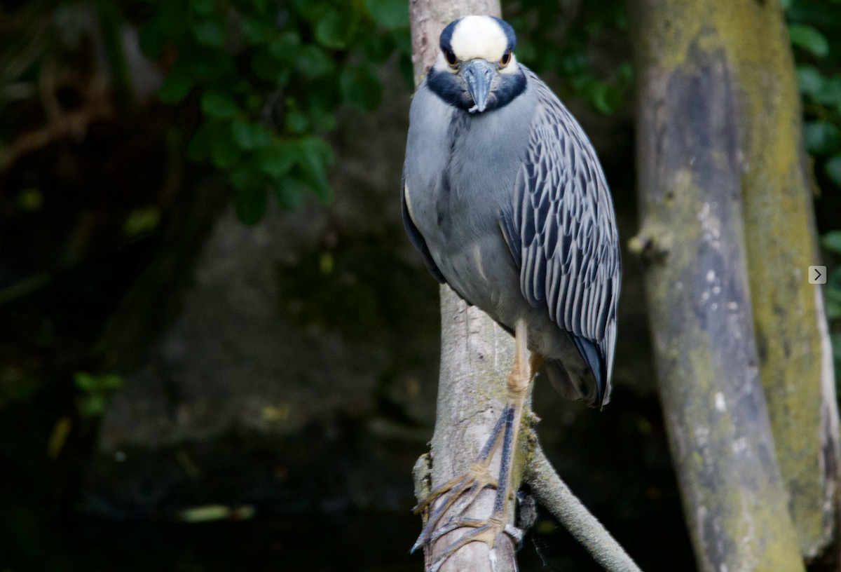 Yellow-crowned Night Heron - ML349518541