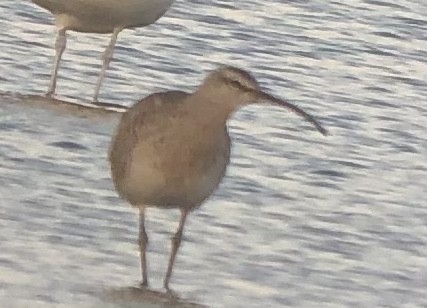 Whimbrel - ML349519541