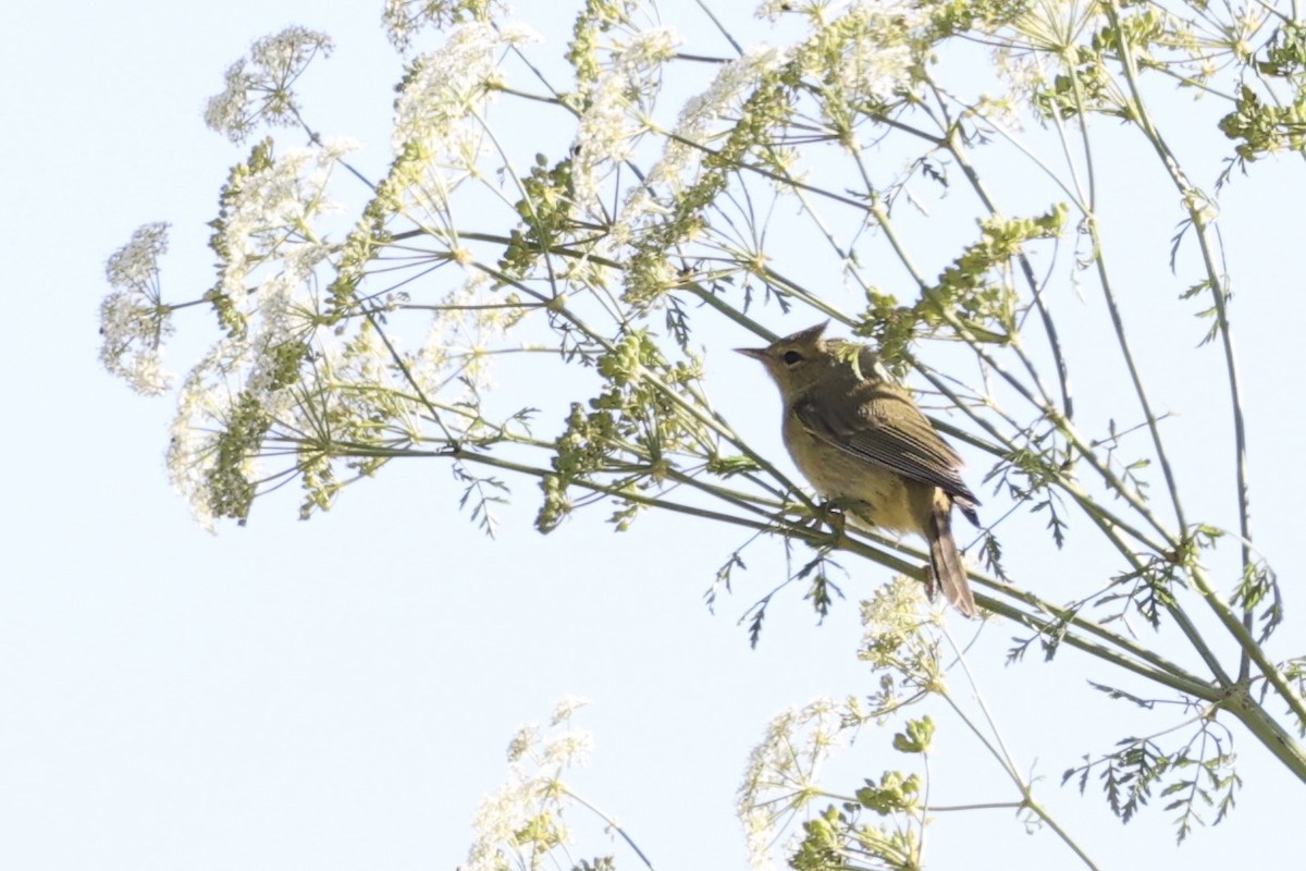 Orange-crowned Warbler - Summer Lee