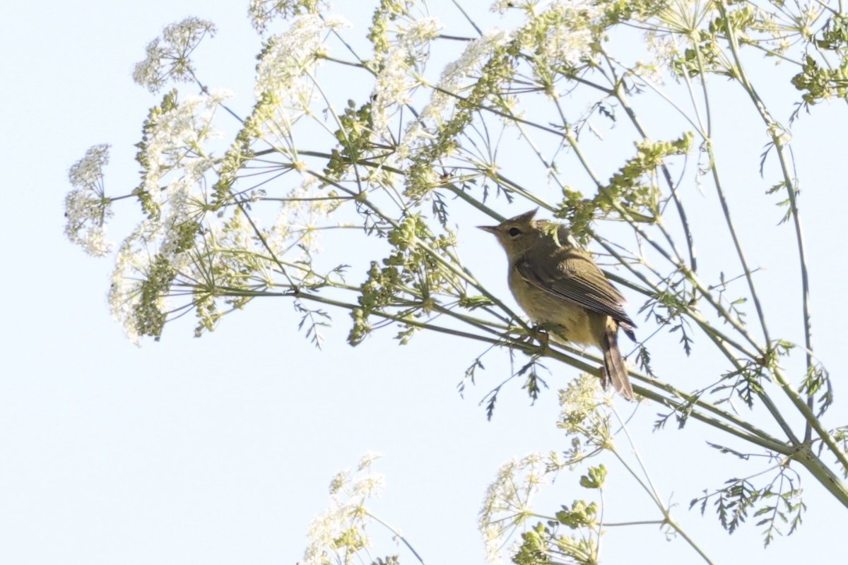 Orange-crowned Warbler - ML349520201