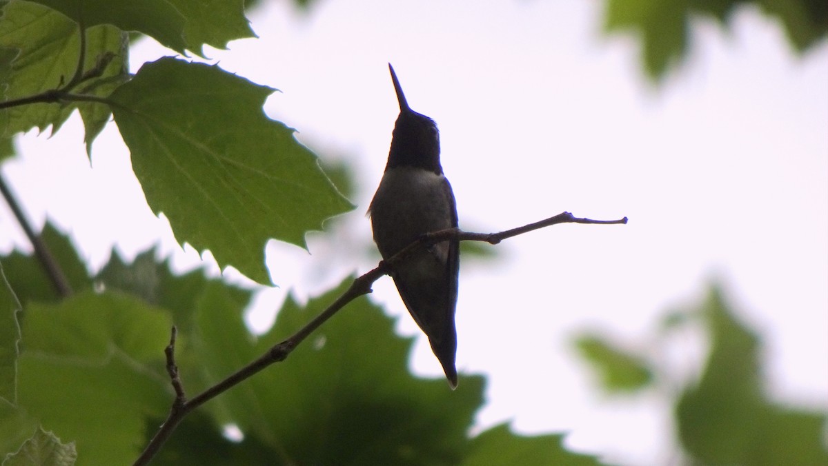 Ruby-throated Hummingbird - ML349521681