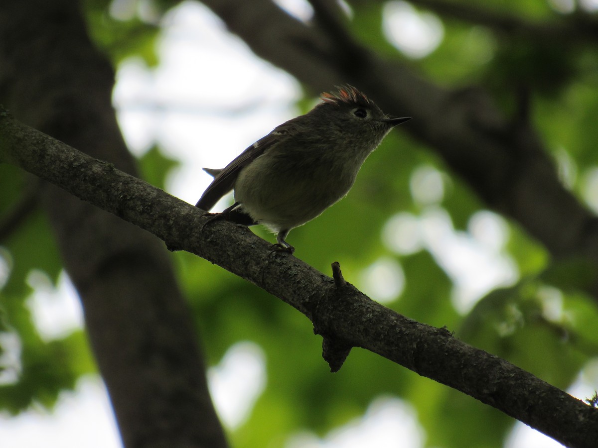 Ruby-crowned Kinglet - ML349523301