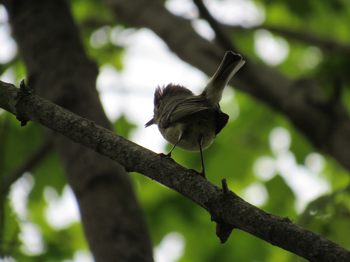 Ruby-crowned Kinglet - Leslie Baker