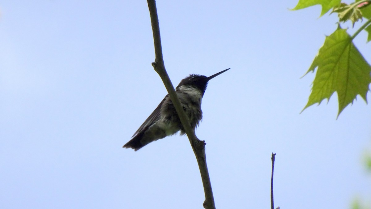 Ruby-throated Hummingbird - ML349523361