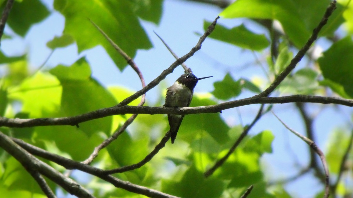 Ruby-throated Hummingbird - ML349523371