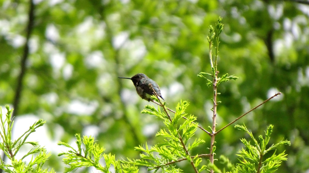Ruby-throated Hummingbird - ML349523381