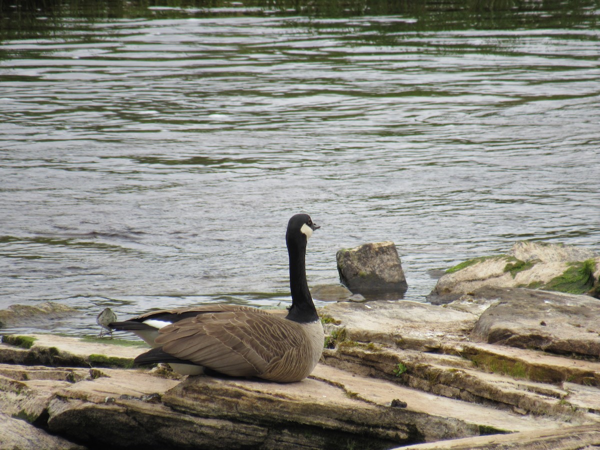 Canada Goose - ML349523391