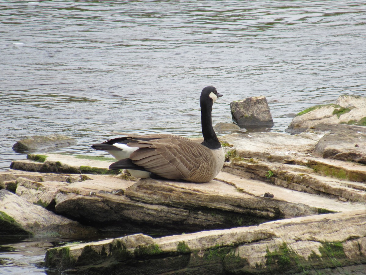 Canada Goose - ML349523411