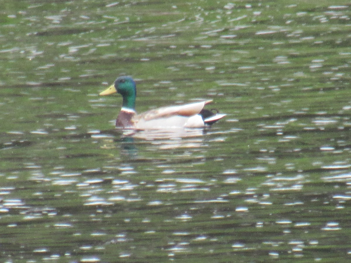 Mallard - ML349523421