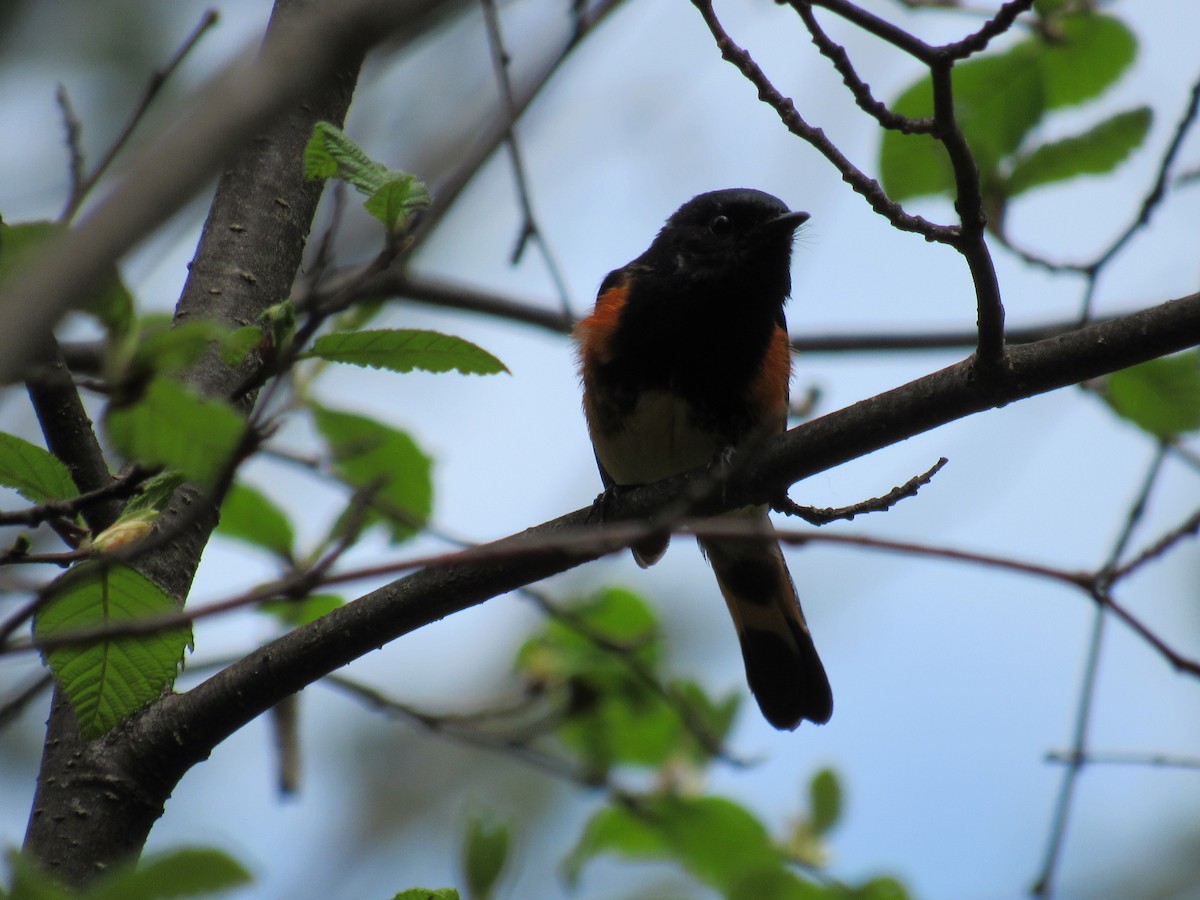 American Redstart - ML349523471