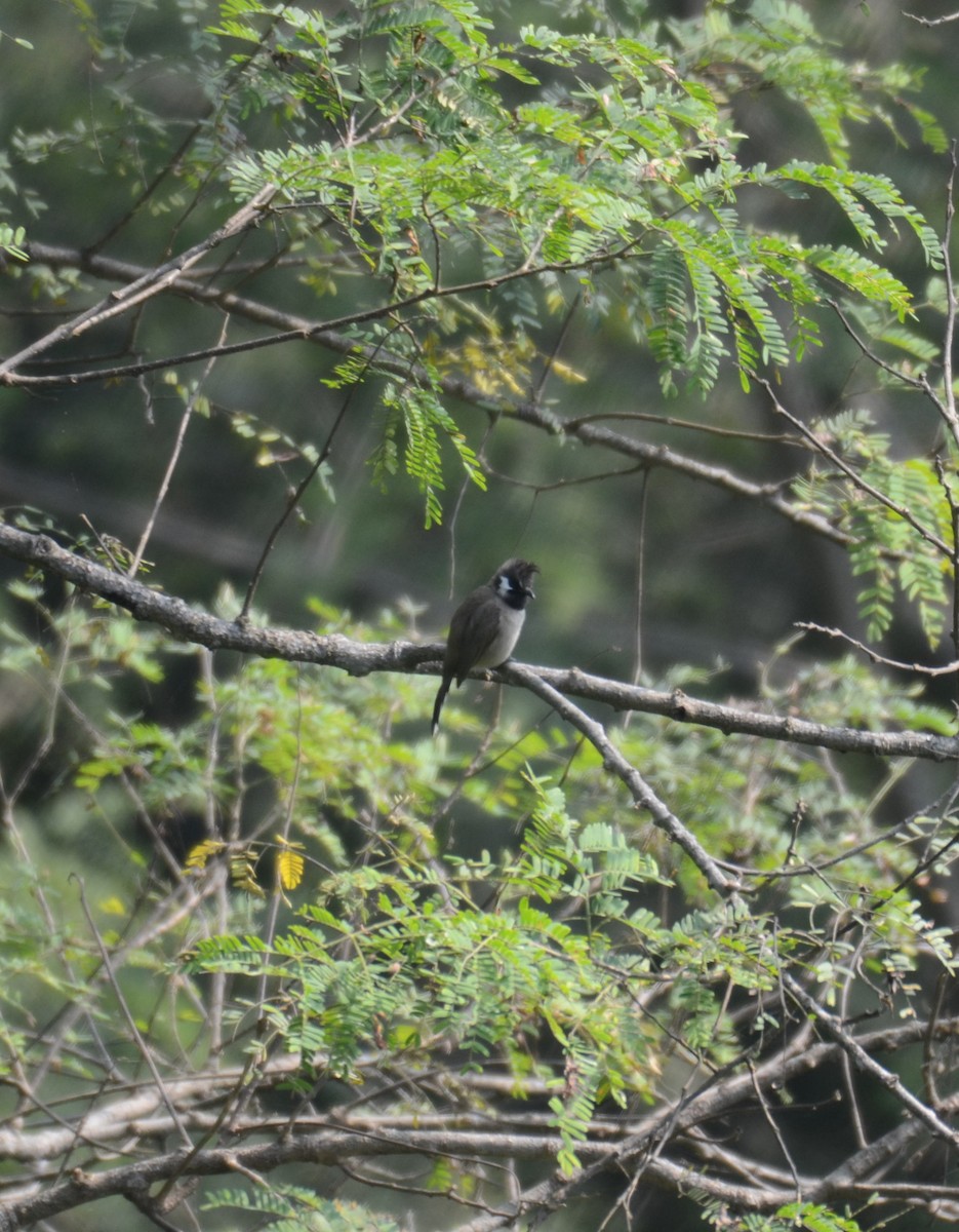 Himalayan Bulbul - ML349525661